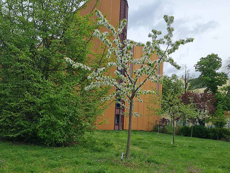 2024 04 streuobstwiese 1s