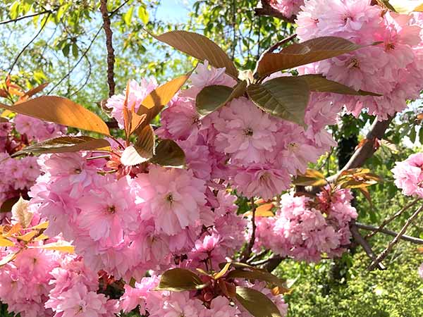 fest streuobstwiese 5