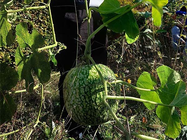 2022 12 schulgarten 4s